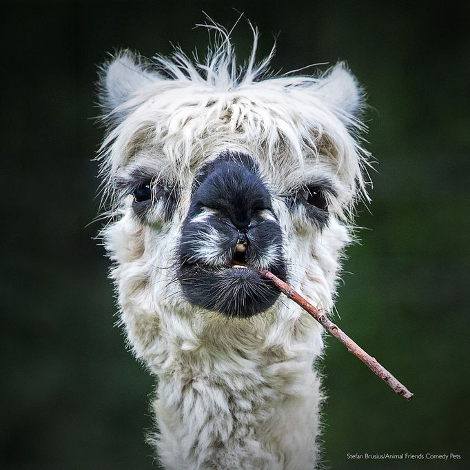 Fotografie ze soutěže Comedy Pet Photograhy Awards (vítězové tří posledních ročníků)