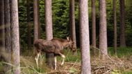 Los evropský - jeden ze tří nejpřísněji chráněných savců podle navrhovaných změn.