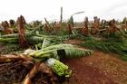 Cyklon zničil úrodu cukrové třtiny za stovky milionů