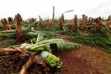 5. 2. - Cyklon zničil úrodu cukrové třtiny za stovky milionů. Více se dozvíte v článku Václava Vitáka- zde
