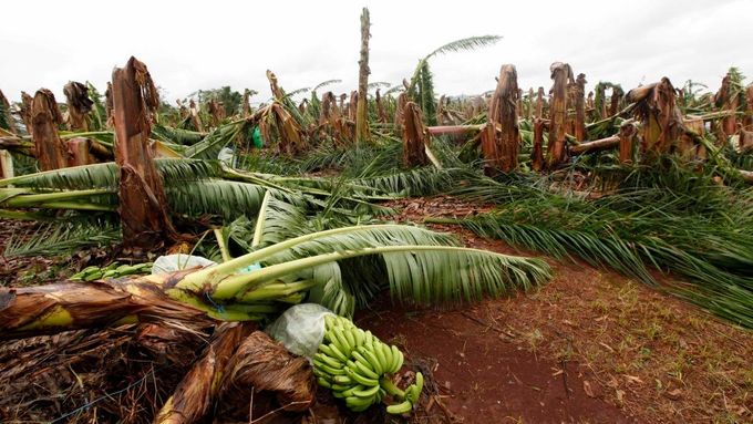 Producenti banánů přišli o úrodu i o banánovníky