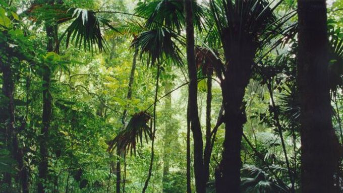 Amazonský prales představuje unikátní ekosystém.