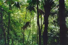 Světový deštný prales je vážně ohrožen