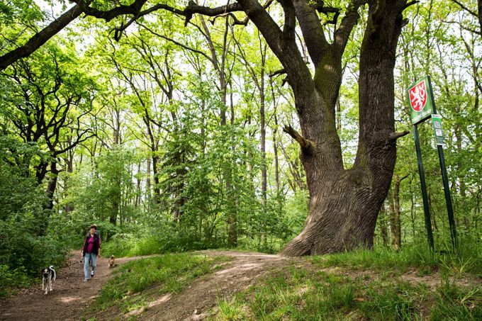 12. místo: Otec dubů (449 hlasů)