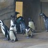 Zoo Ústí nad Labem - tučňák brýlový