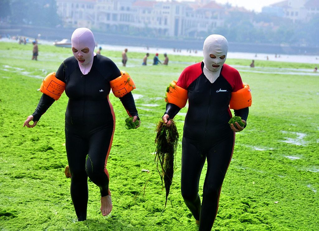 Jednorázová licence, není určeno pro články! Fotogalerie: Čínské pláže pokryly mořské řasy