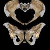 Australopithecus sediba - pánev