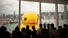 Rubber Duck Art Arrives in Hong Kong May 2, 2013 - Hong Kong, China - A huge rubber duck floats on the waters in Victoria Harbor. It was created by Dutch artist Florentijn Hofman, is 18 meters in length, 15 meters wide and 15 meters high. The duck has visited 12 cities since 2007.