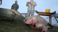 Zabití prasete na domácím dvorku po prožití hodnotného života, byť se po léta provádělo sekyrou a na několik pokusů, snad není takovým hříchem. Po usmrcení začne řezník rutinní práci. V době zabijačkové "špičky" dělá třeba 4-5 akcí do týdne.