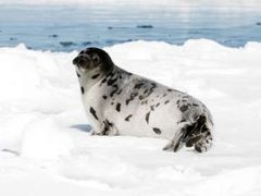 Lov tuleňů je klíčovým odvětvím ekonomiky této části Kanady. Politici proto jakoukoliv kritiku odmítají.