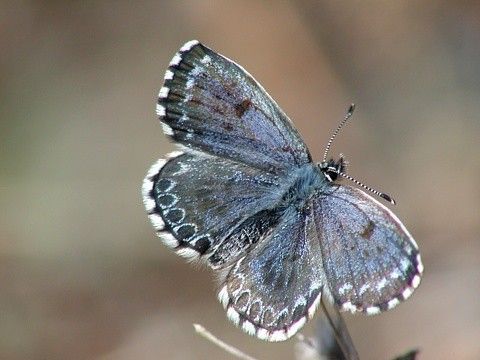 Modrásek rozchodníkový