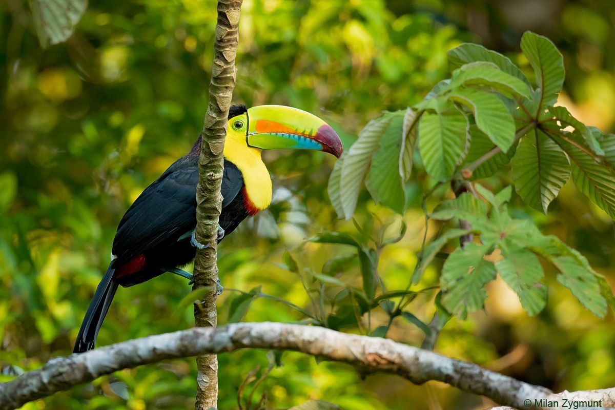 Milan Zygmunt: Kostarika