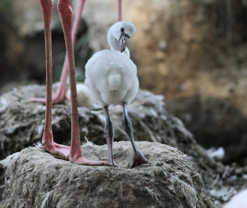 Zoo Jihlava - plameňák kubánský