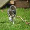 Vítězné fotografie ze soutěže Nikon Comedy Wildlife Awards 2024