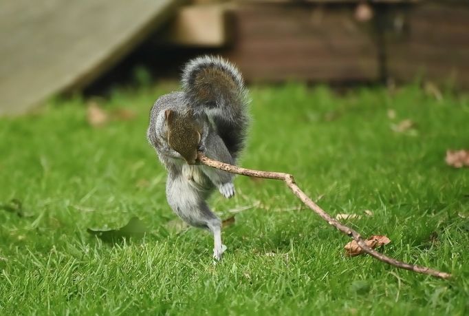 Vítězné fotografie ze soutěže Nikon Comedy Wildlife Awards 2024