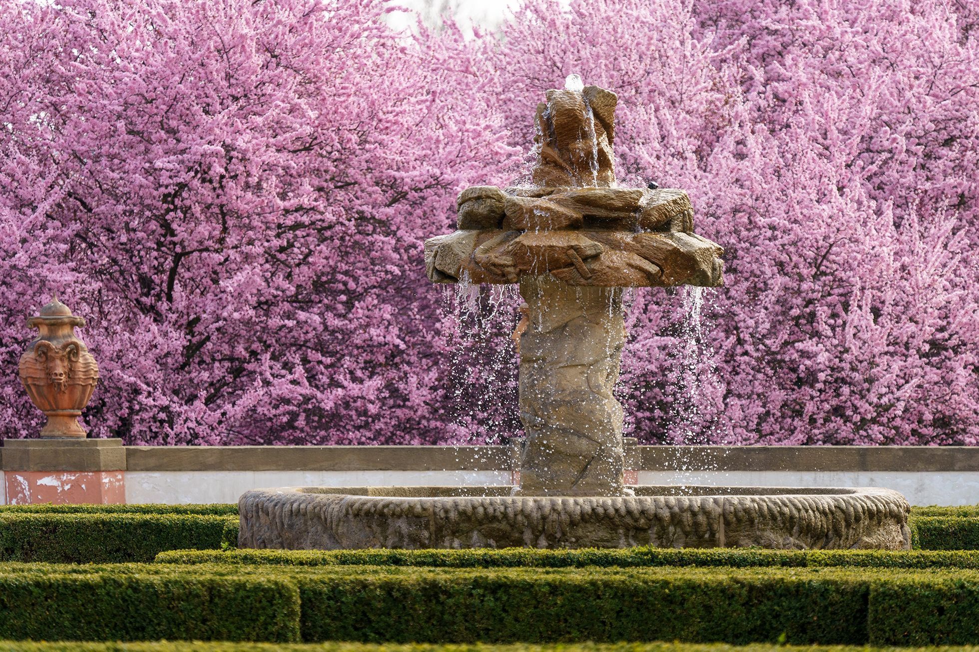 Jaro v pražské Tróji. Sakury v zámeckém parku a botanická zahrada