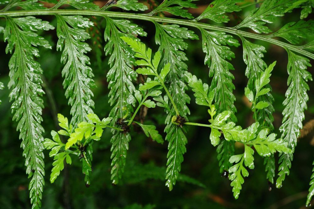 Asplenium bulbiferum