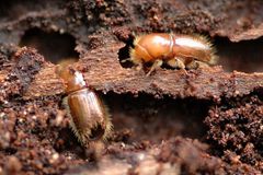 Šumava bark beetle broil gets to Brussels
