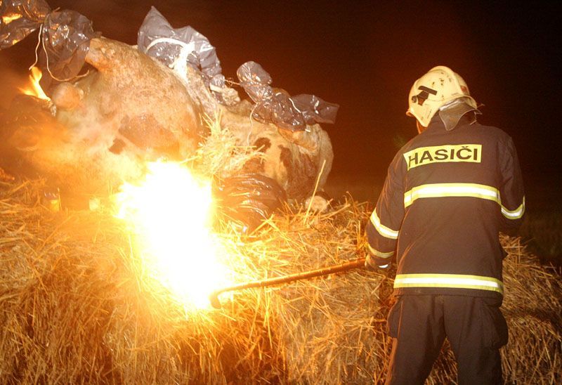 Cvičení hasičů - likvidace chovu krav