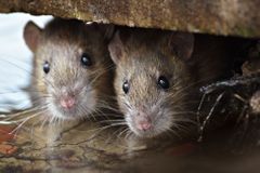 Sydney zaplavují hladovějící potkani. Přišli z míst, kde se uzavřely restaurace