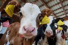 Za rekordní ceny mléka může Green Deal, tvrdí farmáři. Mají větší náklady a méně krav