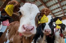 Za rekordní ceny mléka může Green Deal, tvrdí farmáři. Mají větší náklady a méně krav