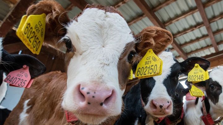 Za rekordní ceny mléka může Green Deal, tvrdí farmáři. Mají větší náklady a méně krav; Zdroj foto: Statek Patákovi