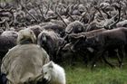 Něnec u svého stáda na Jamalském poloostrově. V místní půdě se skrývají obrovské a dosud nevyužité zásoby zemního plynu. Už brzy sem dorazí pracovníci ruského plynárenského gignatu Gazprom.