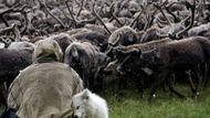 Něnec u svého stáda na Jamalském poloostrově. V místní půdě se skrývají obrovské a dosud nevyužité zásoby zemního plynu. Už brzy sem dorazí pracovníci ruského plynárenského gignatu Gazprom.