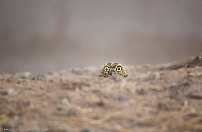 Finalisté fotosoutěže Comedy Wildlife Photography Awards 2018