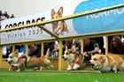 Vilnius, Litva: stovky fanoušků lemovaly historické náměstí, když psi plemene Welsh corgi vyrazili na trať festivalu Corgi Race. Bylo to jako malá pocta královské tradici, vždyť tito psi byli celoživotní láskou dnes již zesnulé britské královny Alžběty II.