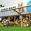 Vilnius, Corgi, pes, závody, Litva, přehlídka, zábava