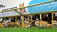 Vilnius, Litva: stovky fanoušků lemovaly historické náměstí, když psi plemene Welsh corgi vyrazili na trať festivalu Corgi Race. Bylo to jako malá pocta královské tradici, vždyť tito psi byli celoživotní láskou dnes již zesnulé britské královny Alžběty II.