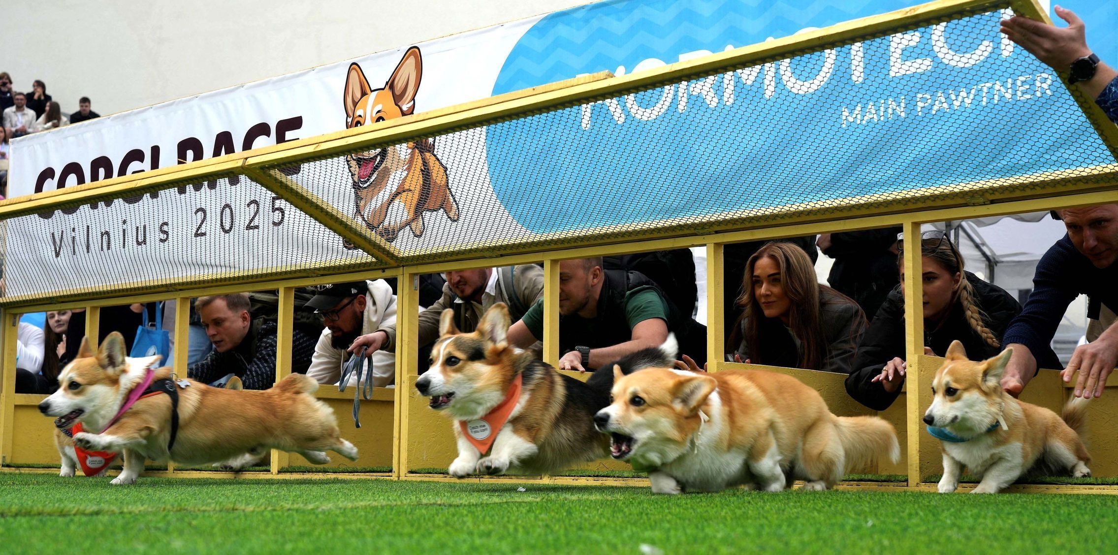 Vilnius, Corgi, pes, závody, Litva, přehlídka, zábava
