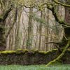 Lars van de Goor - magie stromů a lesů