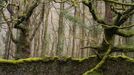 Lars van de Goor - magie stromů a lesů, fotografie