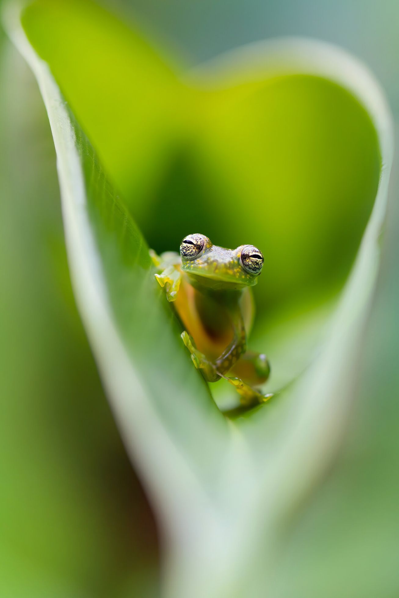 Nominace na Czech Nature Photo 2020