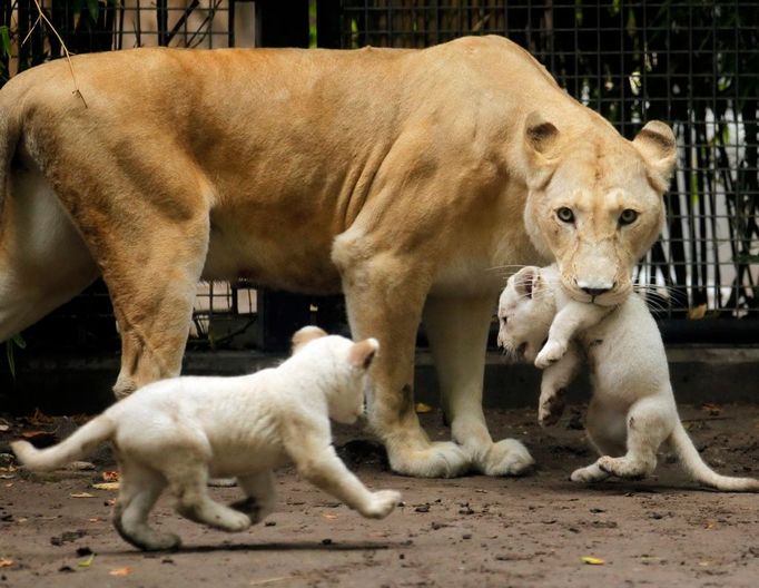 Mláďata bílého lva se svou matkou Sofií v zoologické zahradě v Buenos Aires.