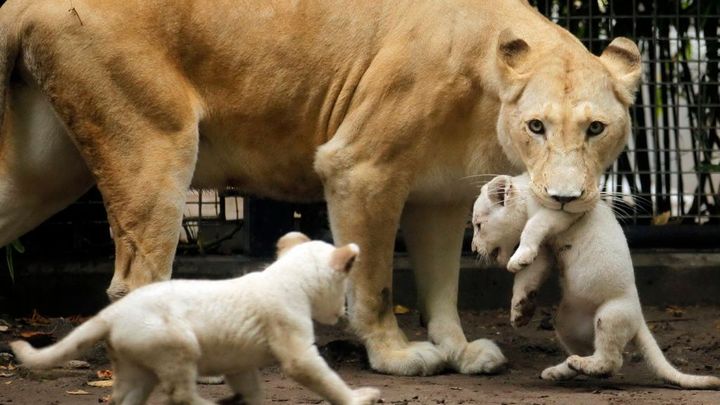 V královédvorské zoo se po 30 letech narodila mláďata vzácných lvů berberských