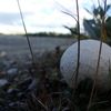 NEPOUŽÍVAT !!! Fotosoutěž houby 2017