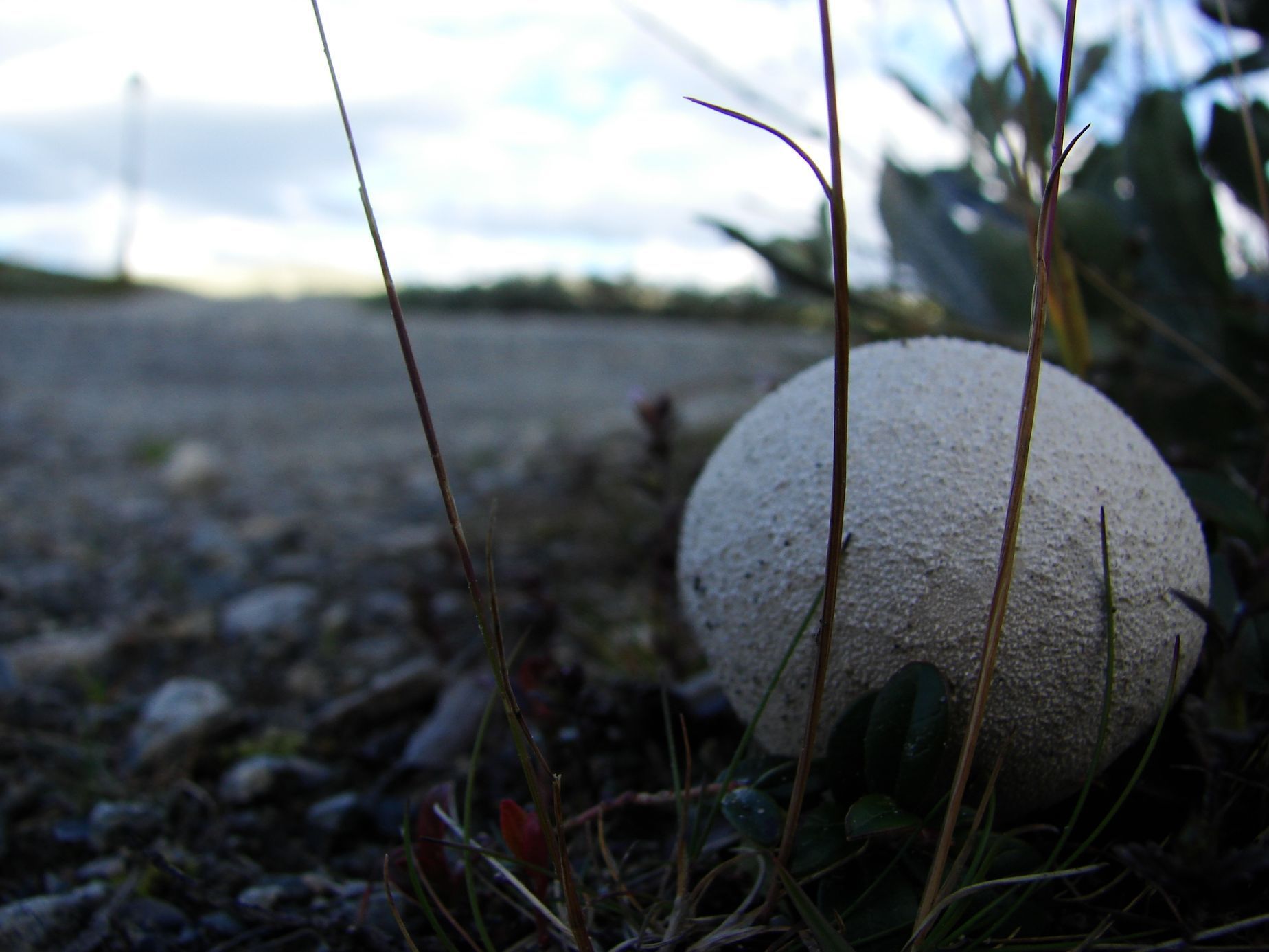 NEPOUŽÍVAT !!! Fotosoutěž houby 2017