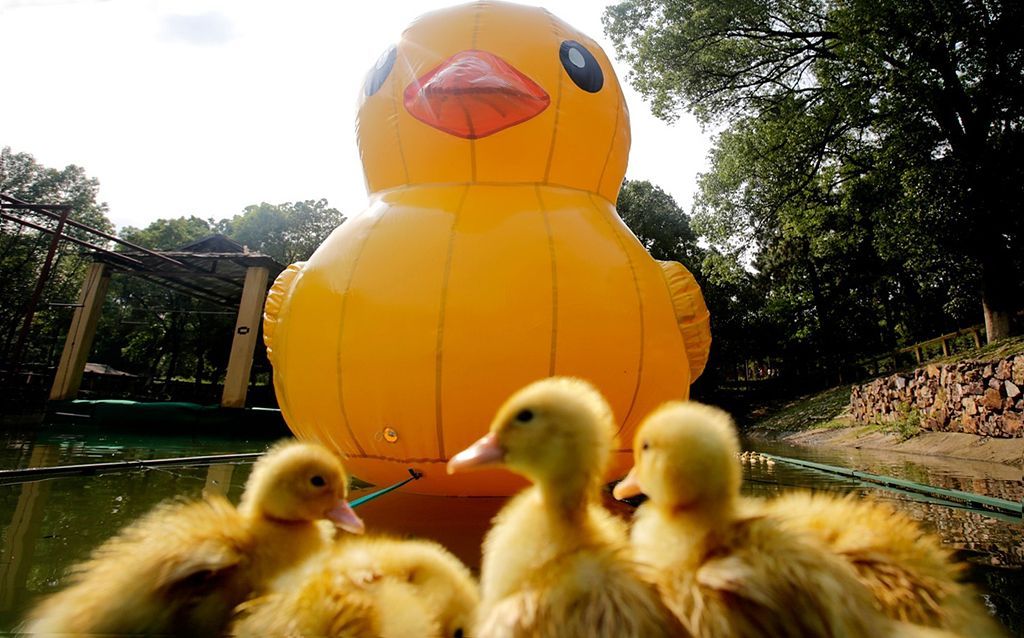 Jednorázová licence, není určeno pro články! Fotogalerie: Tak vypadá gigantická kachna z plastu, která vás ohromí