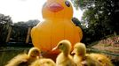 WUHAN, CHINA - JUNE 08: (CHINA OUT) Photo shows a Rubber Duck, a replica of Dutch conceptual artist Florentijin Hofman's floating duck sculpture called 'Spreading Joy Around the World', and ducklings at Jiufeng Forest Zoo on June 8, 2013 in Wuhan, Hubei Province of China.