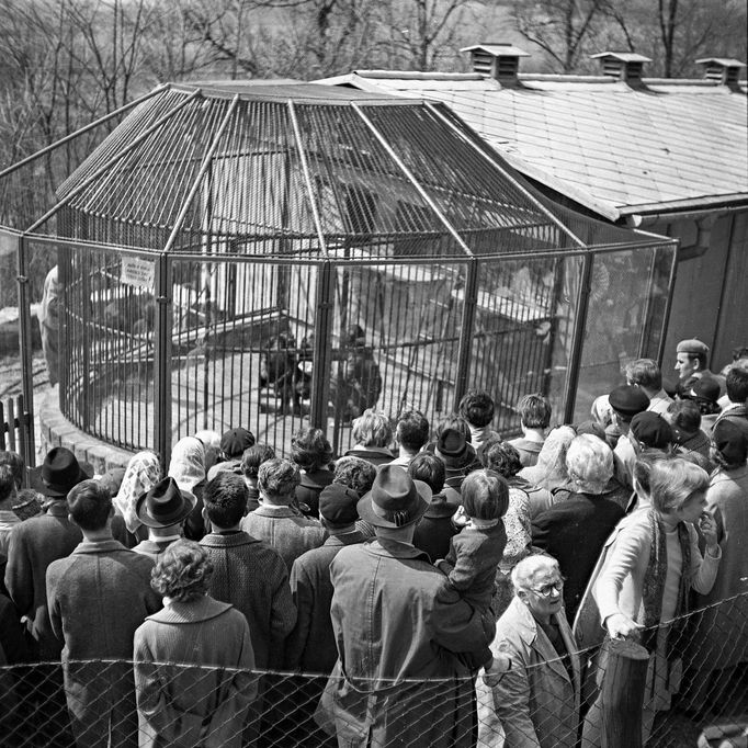 První expozice šimpanzů v přístavbě zrušeného vivária, rok 1962