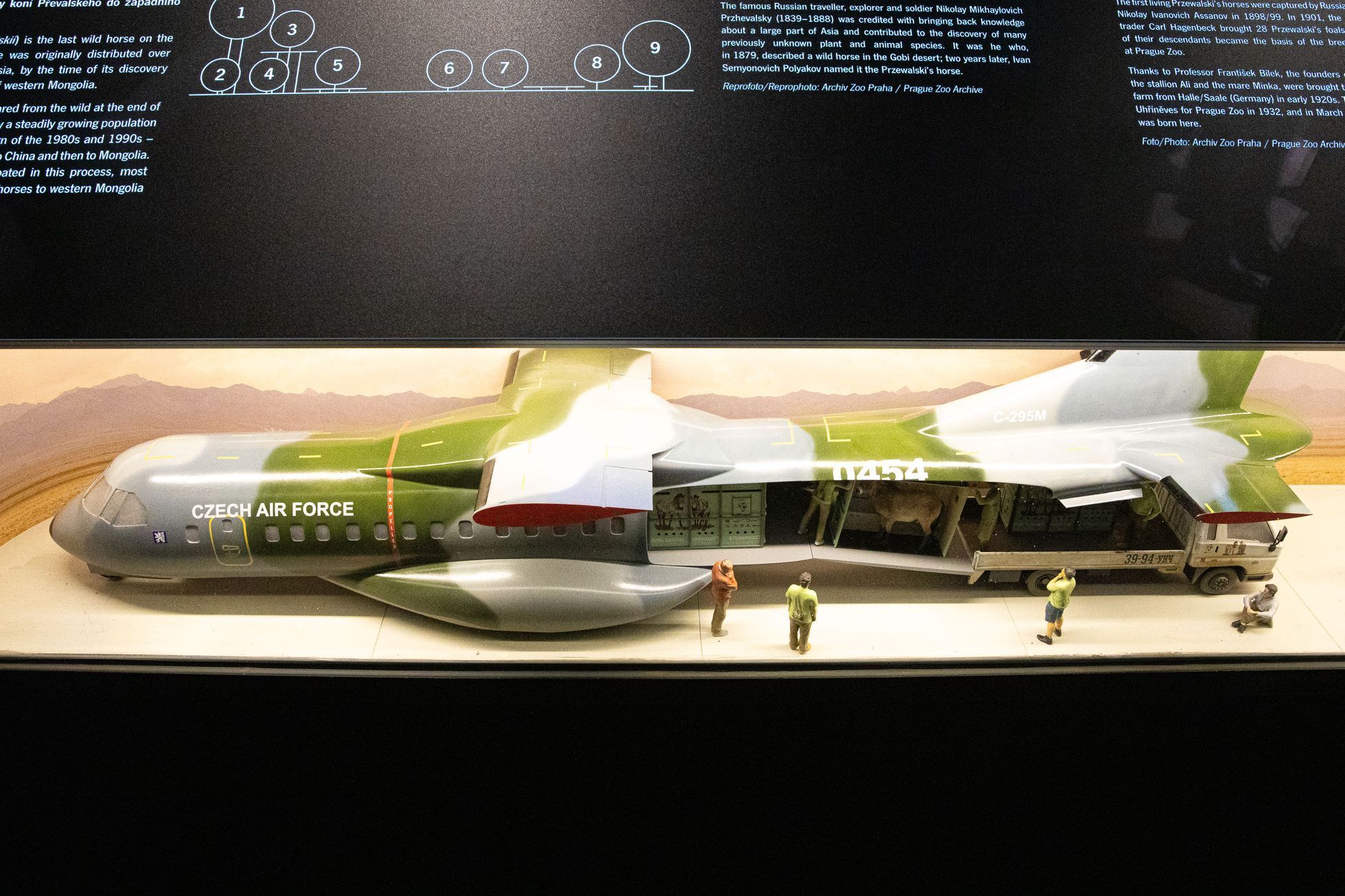 Pražská zoo, nová expozice a pavilon Gobi, koně převalského
