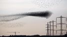 A flock of starlings fly next to power lines over an agricultural field near the southern Israeli city of Netivot January 24, 2013. REUTERS/Amir Cohen (ISRAEL - Tags: ANIMALS ENVIRONMENT) Published: Led. 24, 2013, 6:37 odp.