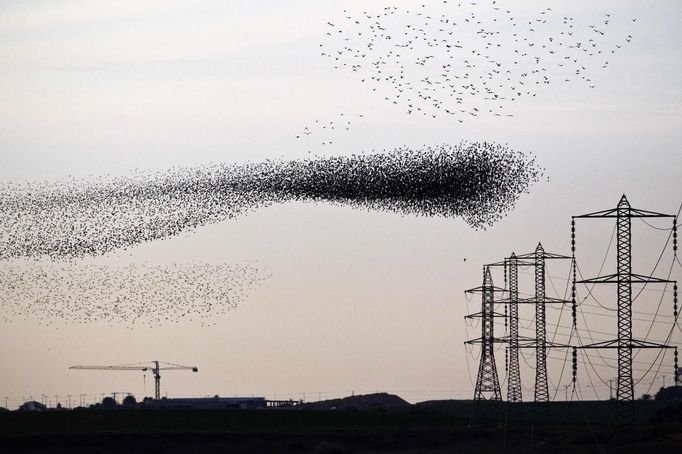 A flock of starlings fly next to power lines over an agricultural field near the southern Israeli city of Netivot January 24, 2013. REUTERS/Amir Cohen (ISRAEL - Tags: ANIMALS ENVIRONMENT) Published: Led. 24, 2013, 6:37 odp.