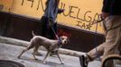 A woman and her dog walk past a graffiti calling for a general strike in the Andalusian capital of Seville November 13, 2012. Spain's two largest labour unions have called for a general strike on November 14, the second against the conservative government since they took power in December and coinciding with industrial action in Portugal on the same day. The graffiti reads, "14 November strike." REUTERS/Marcelo del Pozo (SPAIN - Tags: BUSINESS EMPLOYMENT POLITICS CIVIL UNREST ANIMALS) Published: Lis. 13, 2012, 2:45 odp.