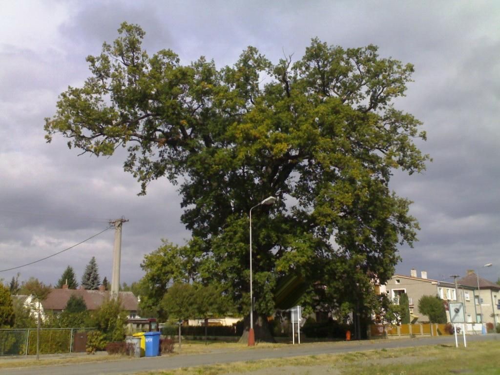Strom roku 2011