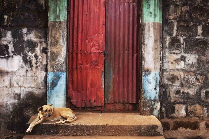 Dog sits on steps of door into compound of traditional colonial-era Board House in Murray Town of Freetown